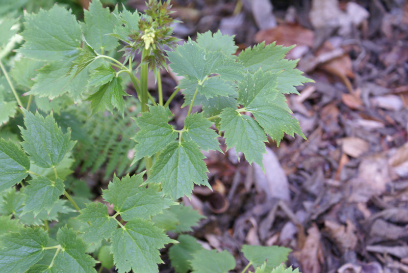 Actaea heracleifolia (Cultivated USA) eFlora of India